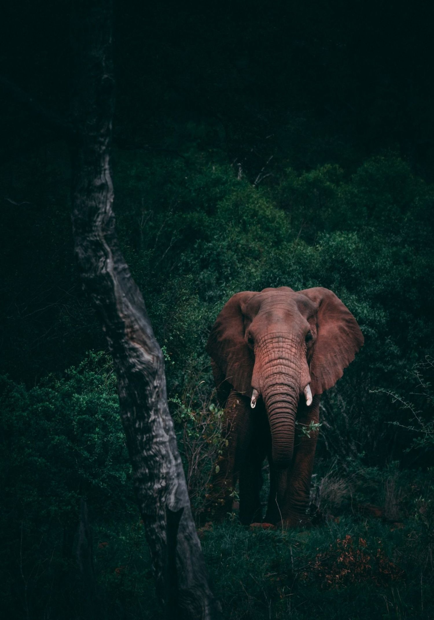 Serengeti, Africa